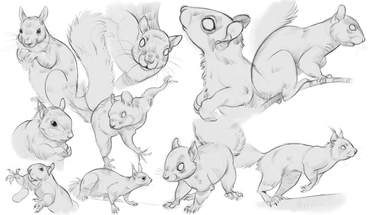 Белка референс анатомия