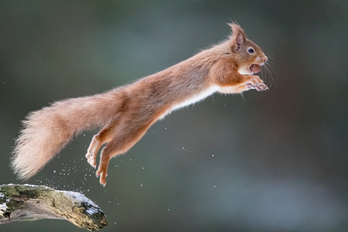 Белка с орехом