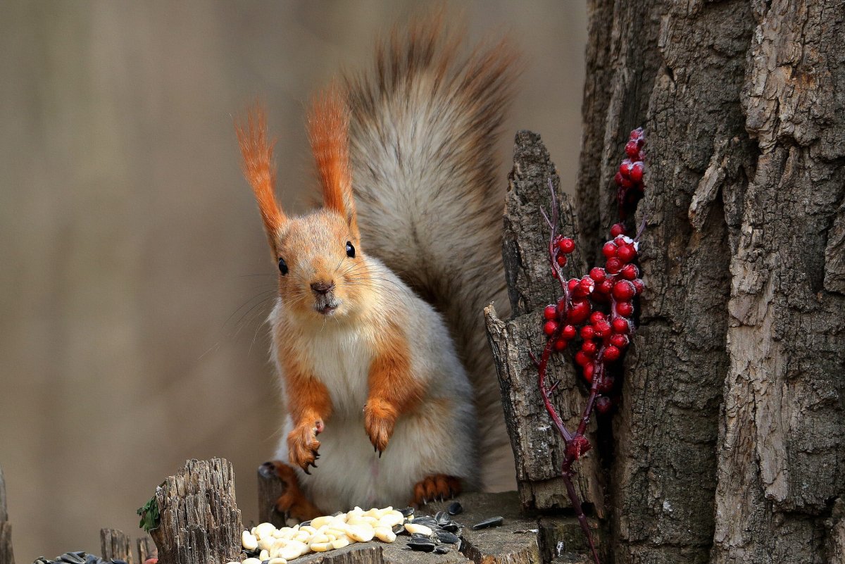У белки белые лапки