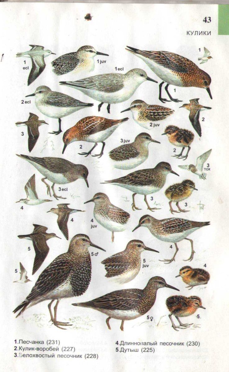 Птичка Кулик средняя полоса России