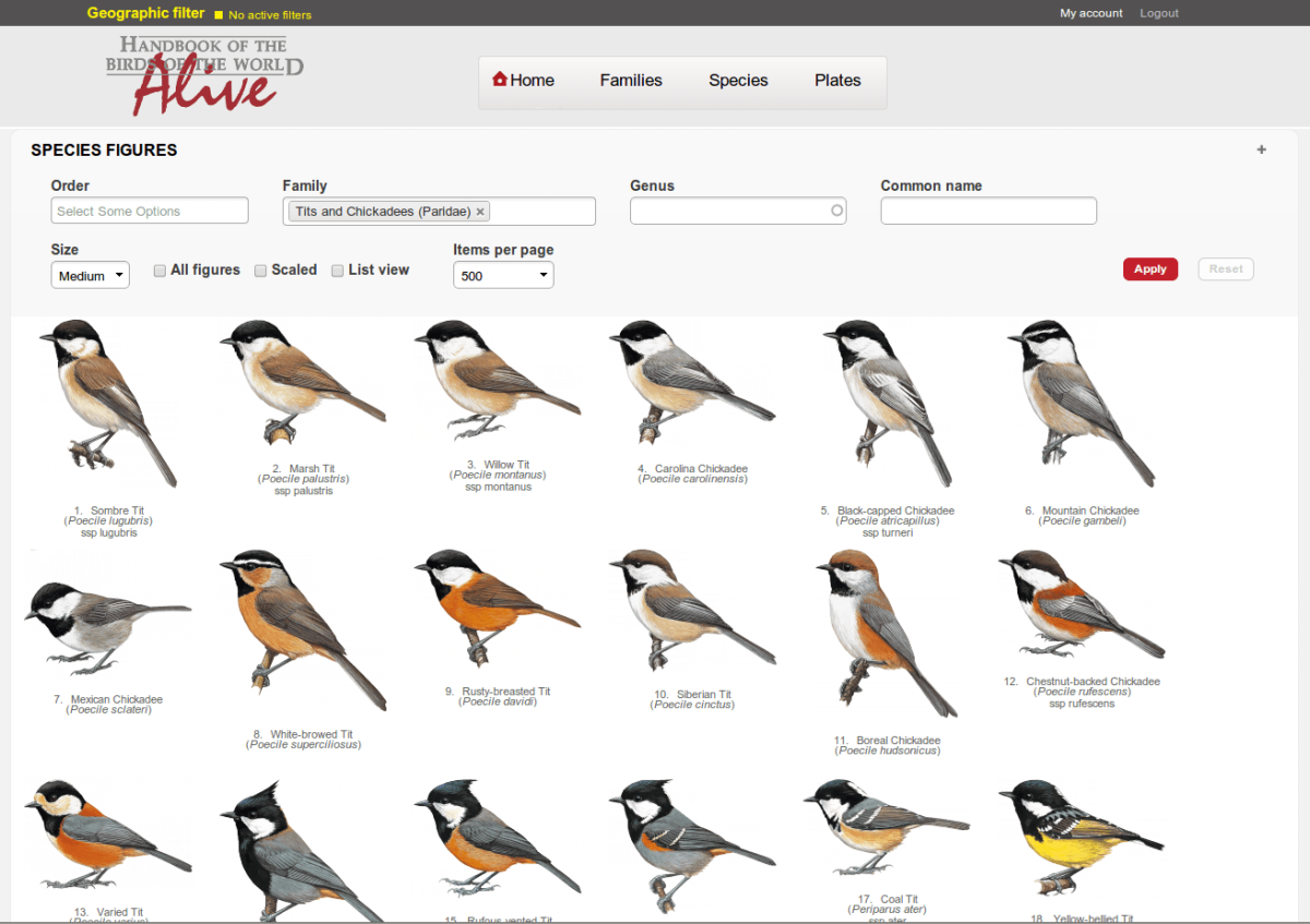 Определитель птиц синиц