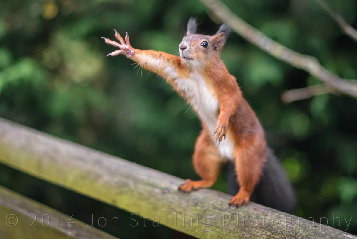 Лапки белки