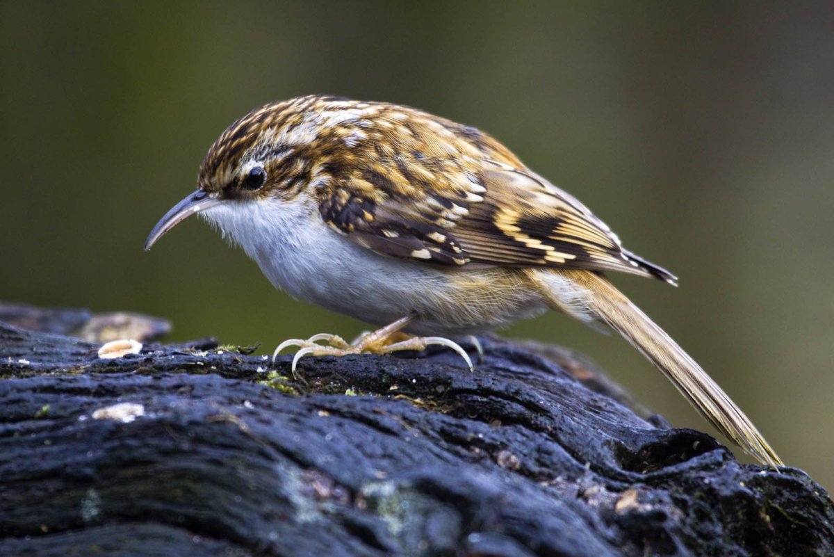 Обыкновенная пищуха