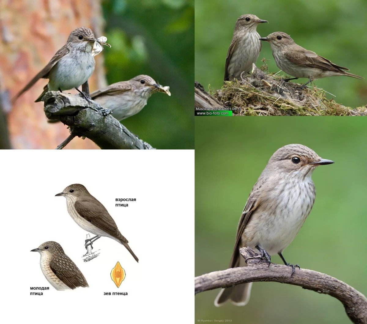 Птицы Татарстана