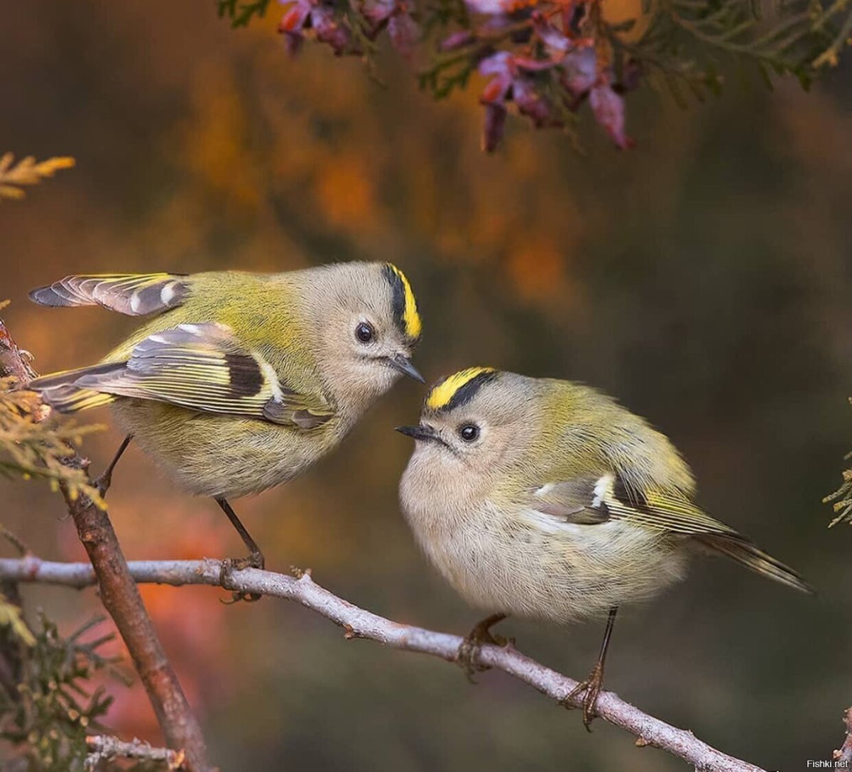 Желтоголовый королёк