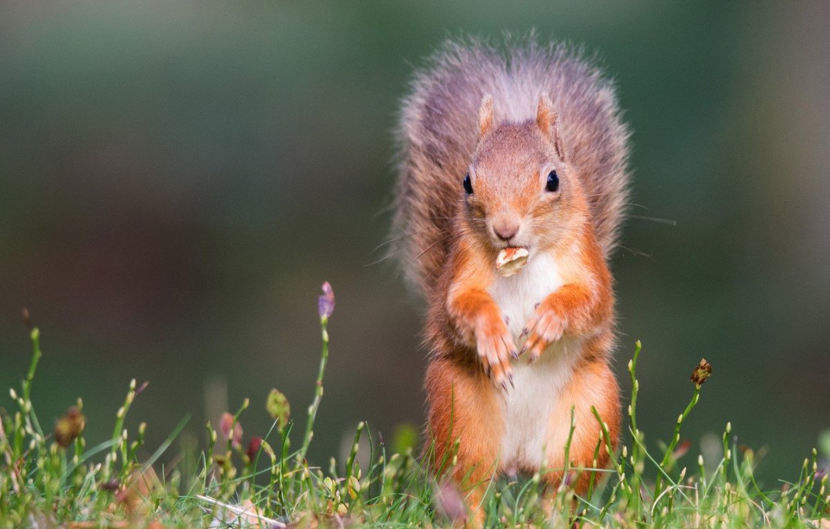 Беличья лапка