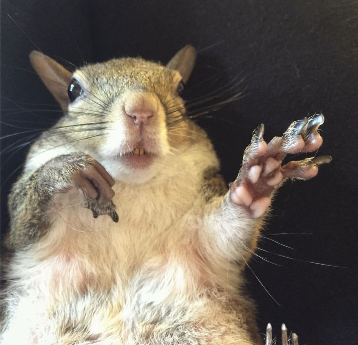 Беличья лапка