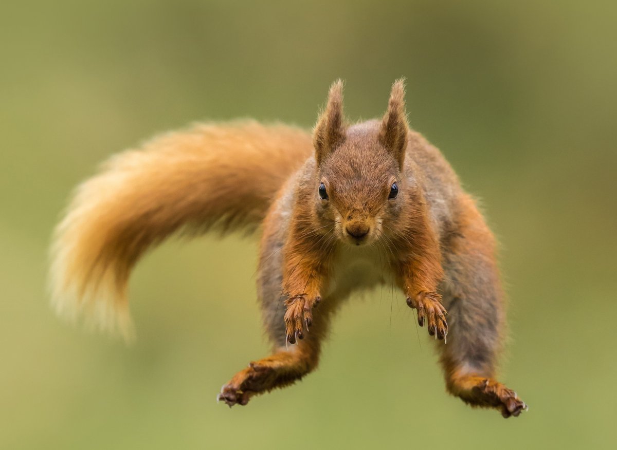 Радостная белка