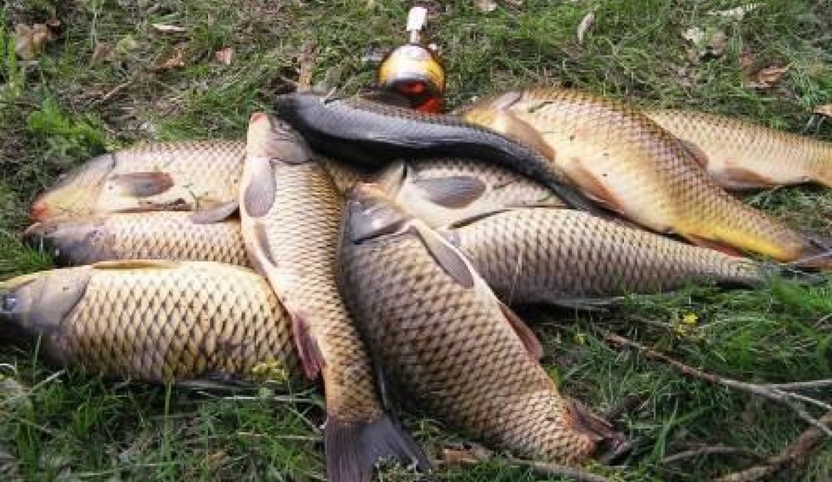 Сазан на траве