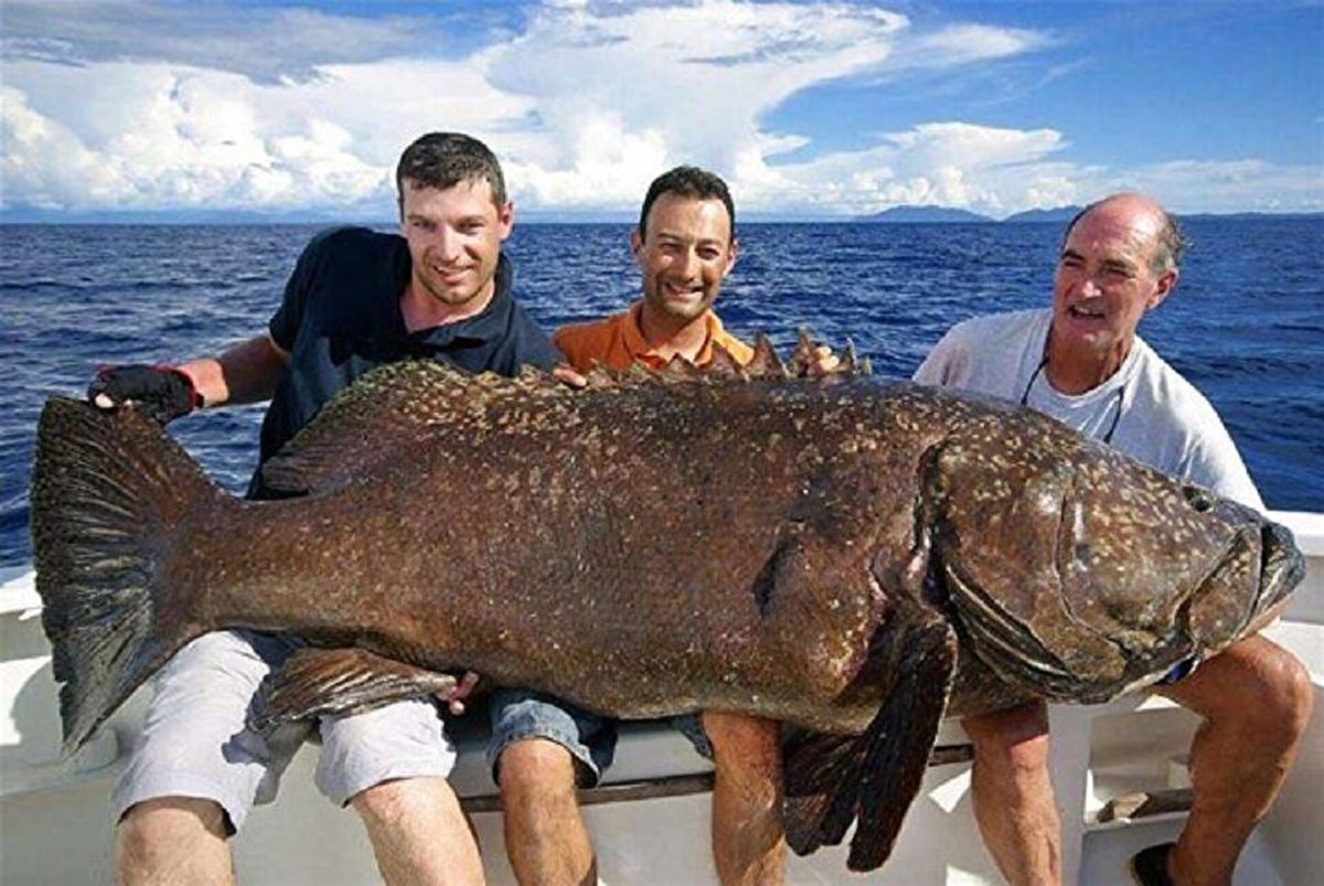 Голиаф гигантский Групер