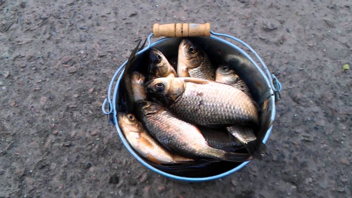 Ведро с рыбой