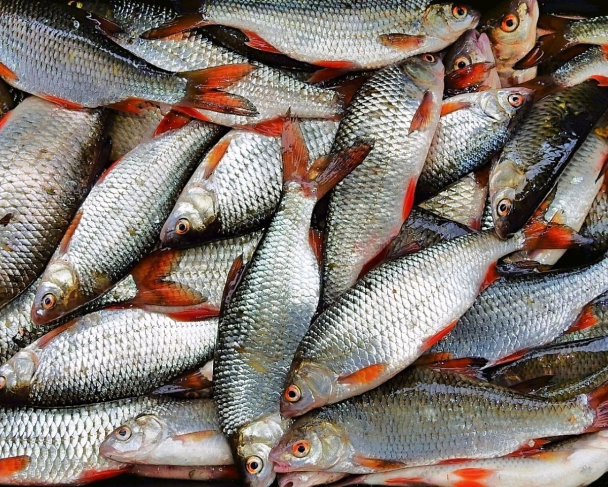 Улов разной рыбы р,белая фото