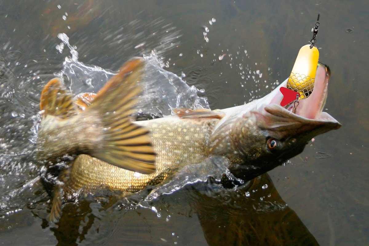 Рыбалка на щуку