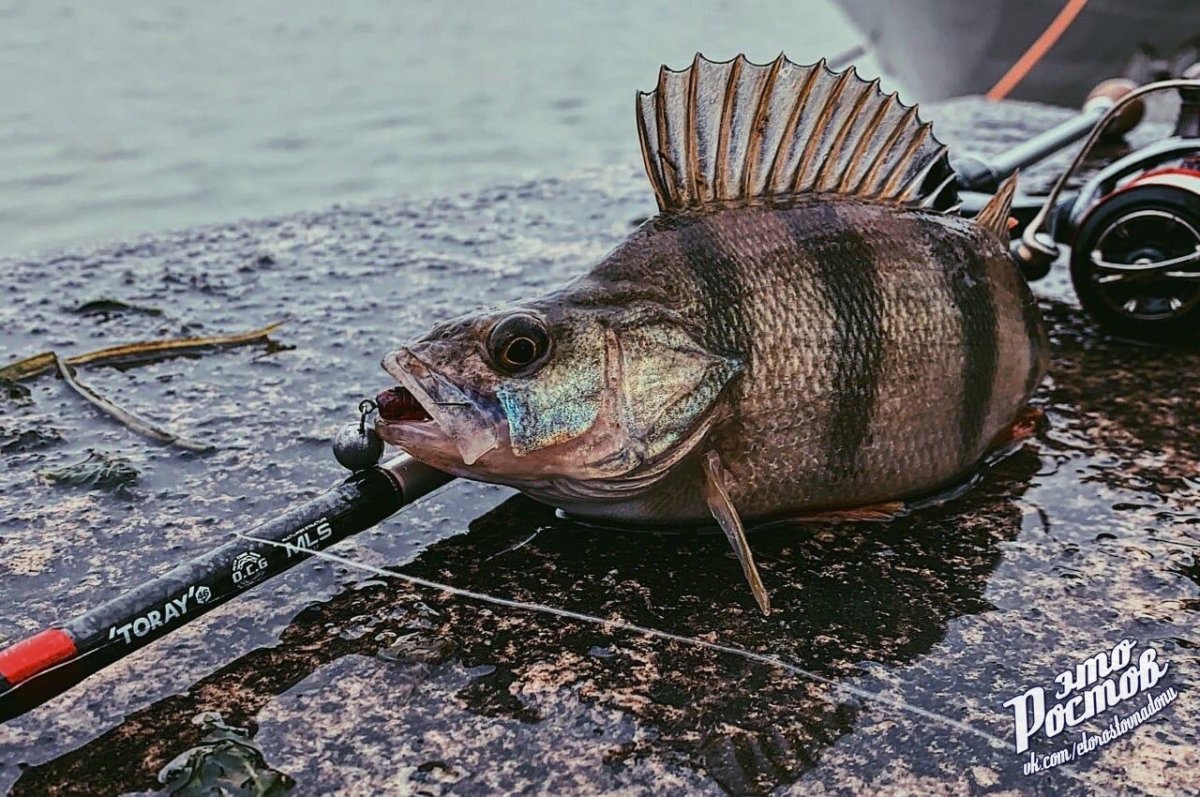 Необычная рыбалка