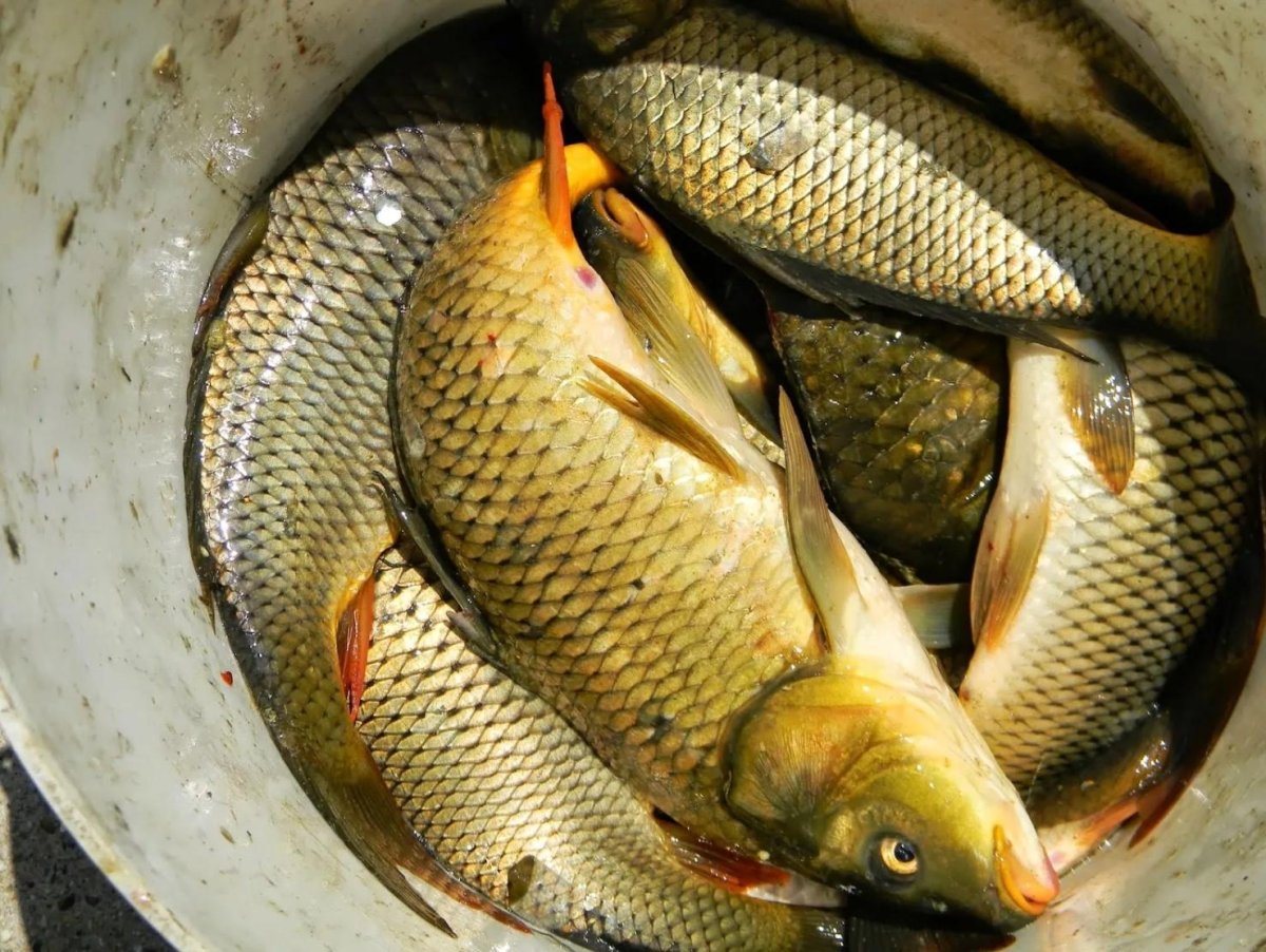 Хороший улов карпа