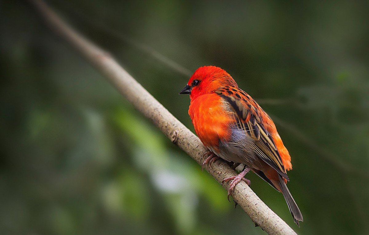 Огненный мухоед птица