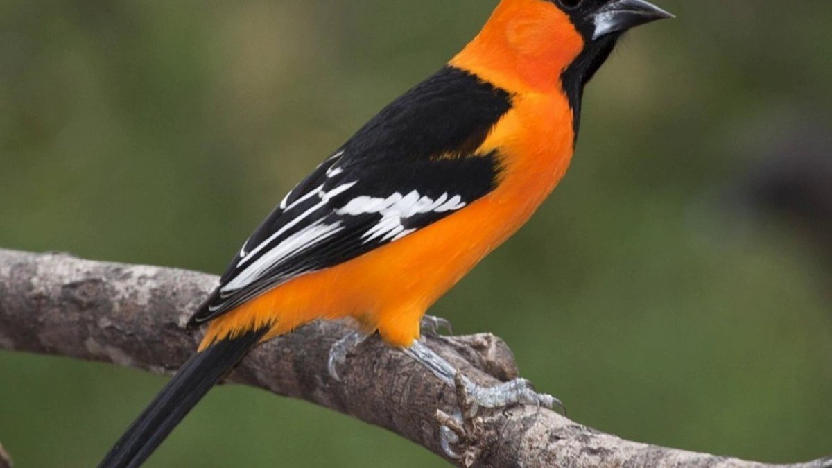 Самец балтиморской Иволги