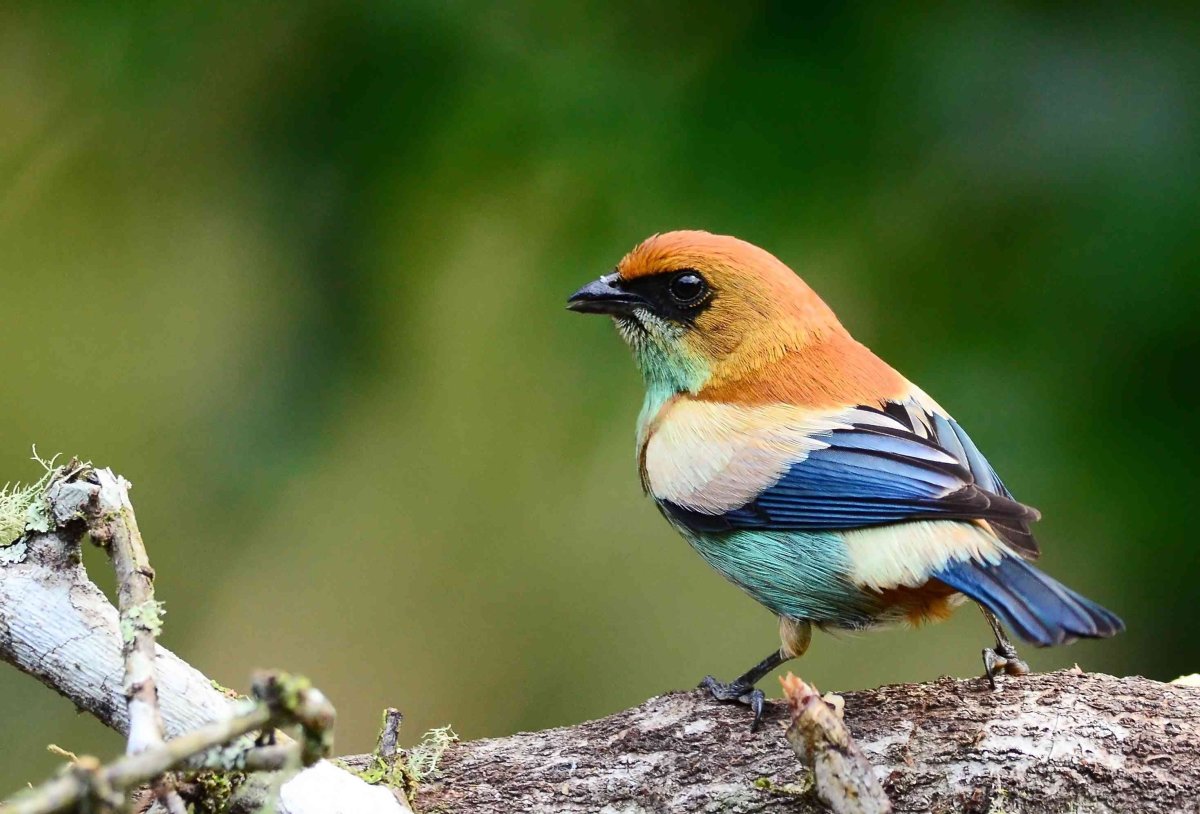 Рыжая танагра