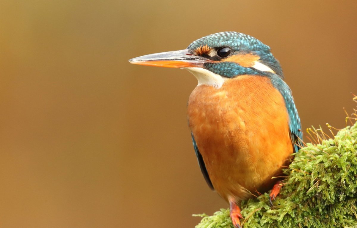 Птица на оранжевом фоне