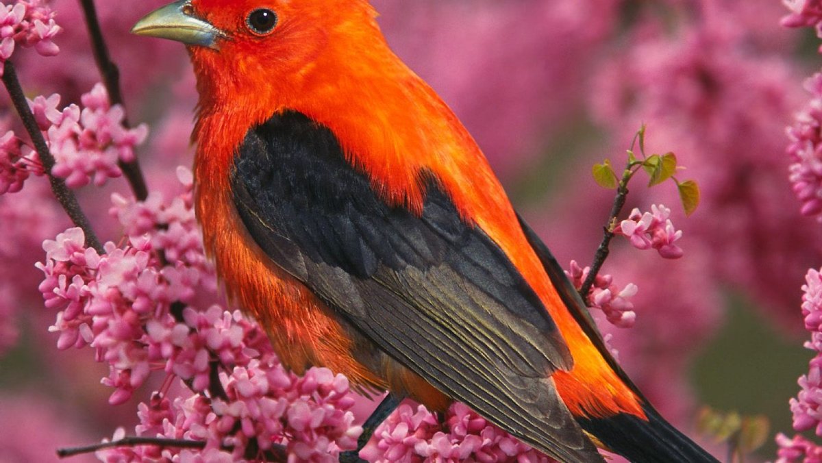 Алая танагра птица