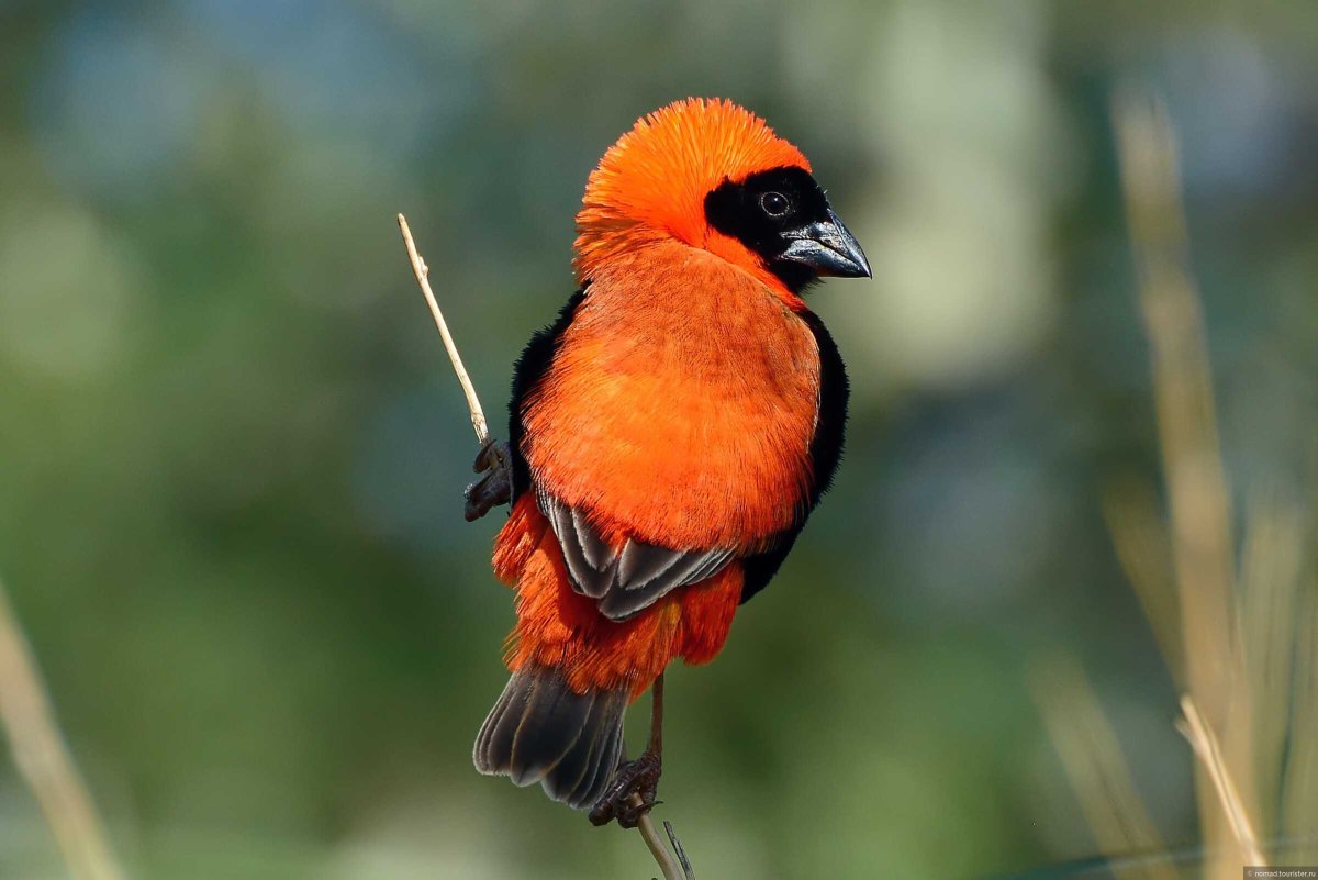 Огненный Ткачик птица