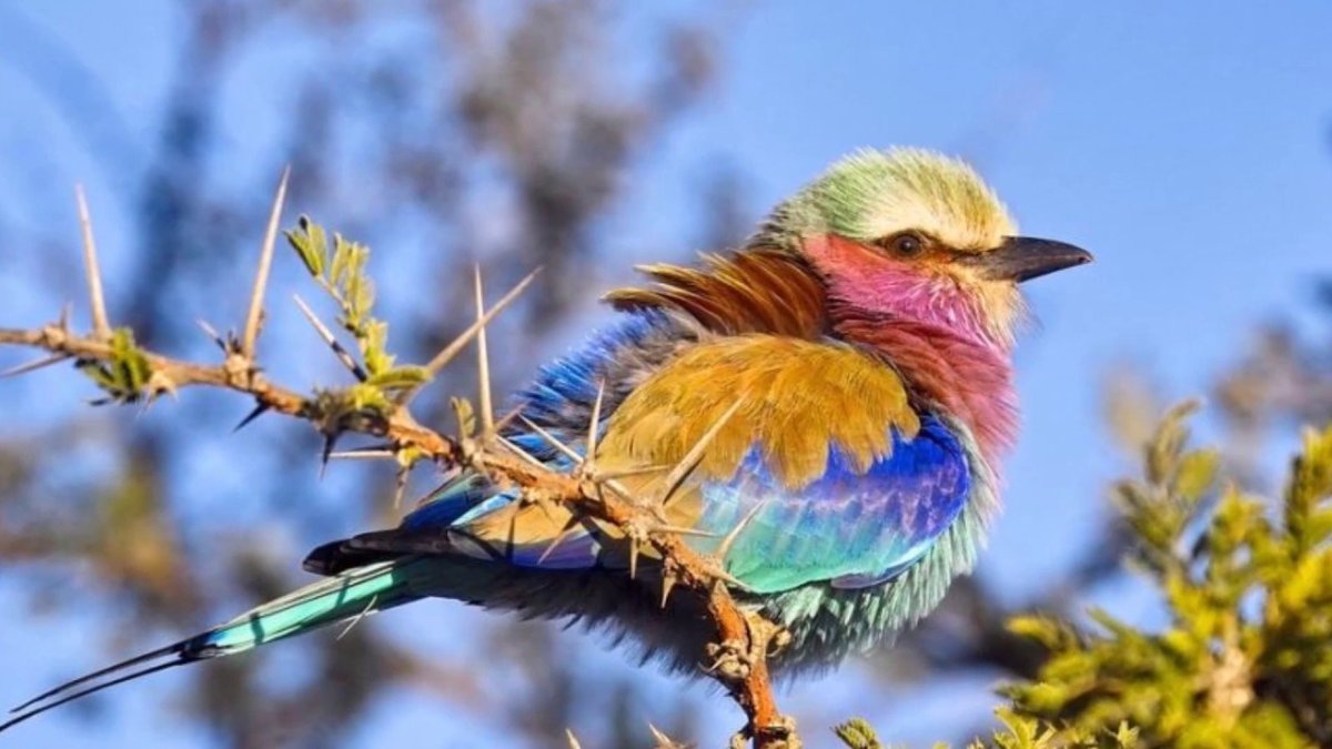 Сиреневогрудая сизоворонка птица