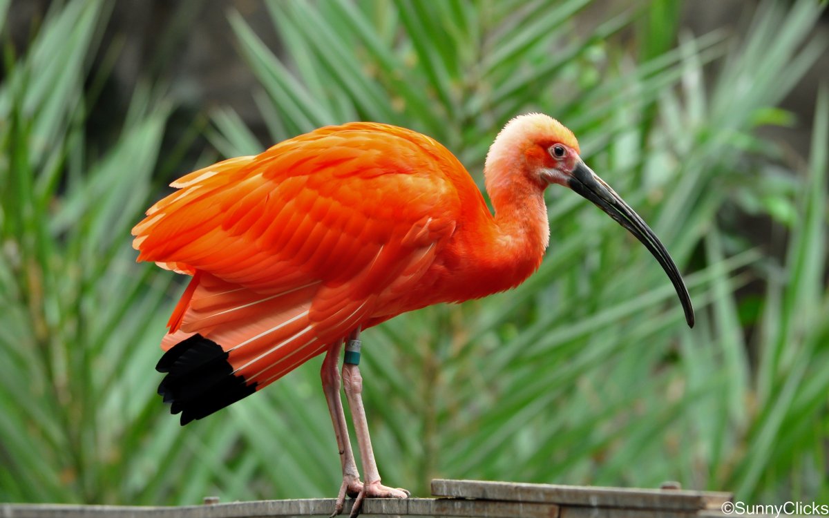 Птицы оранжевой окрас