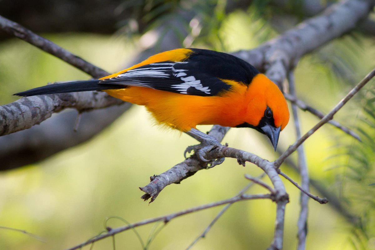 Иволга оранжевая