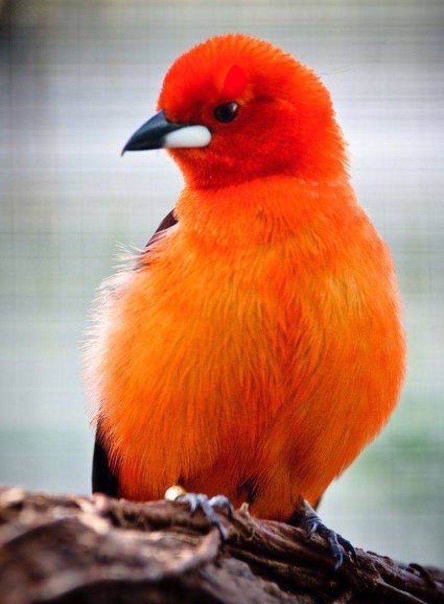 Птица кенар оранжевый