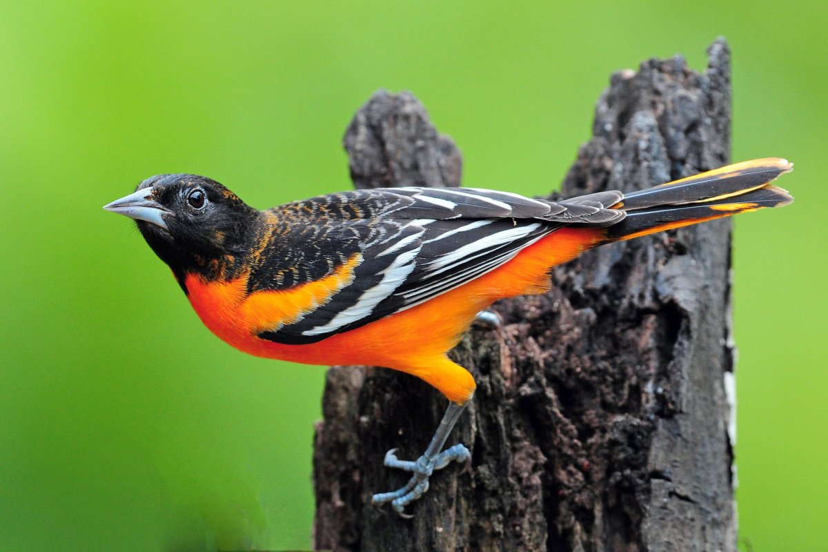 Птичка с оранжевым хвостиком