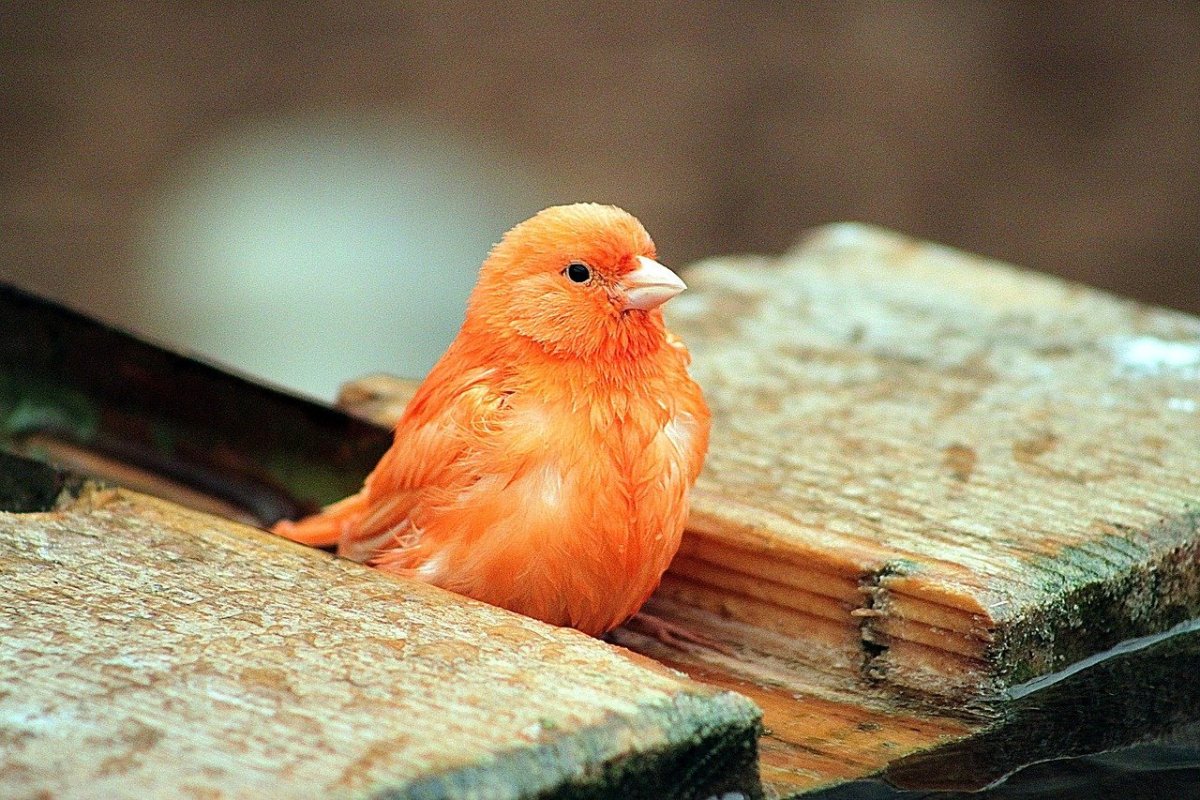 Птичка кенар