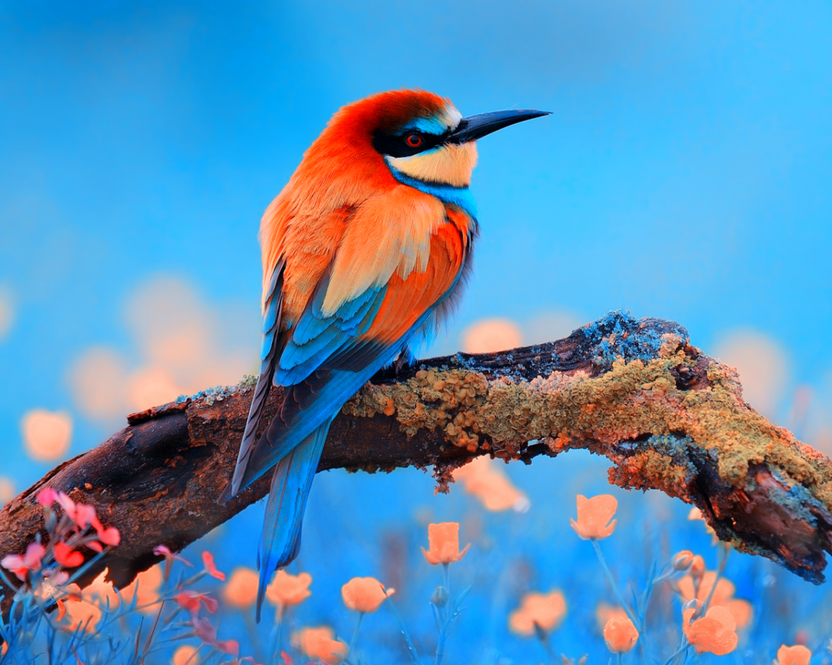 Птицы яркой окраски