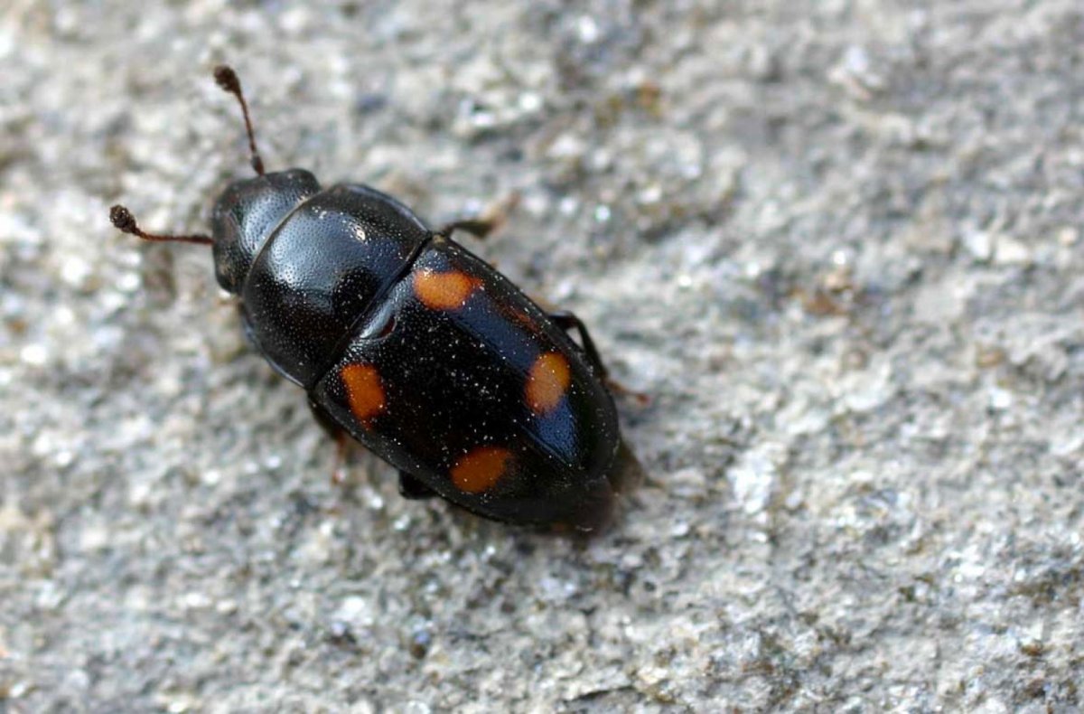 Двенадцатиточечная Божья коровка (Coleomegilla maculata)