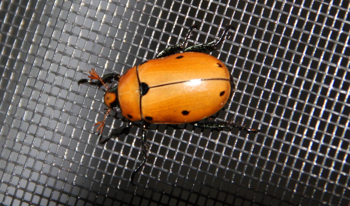 Pelidnota punctata