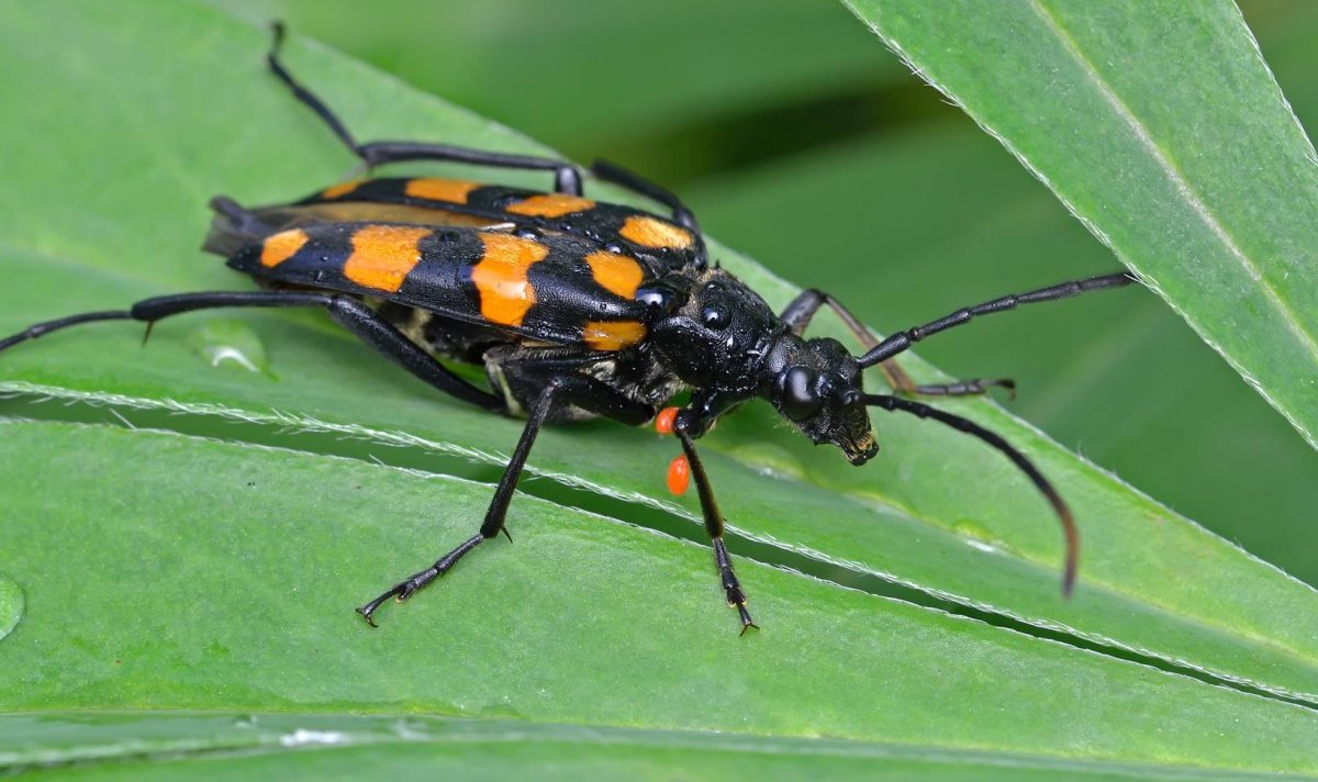 Жук черный с желтыми пятнами