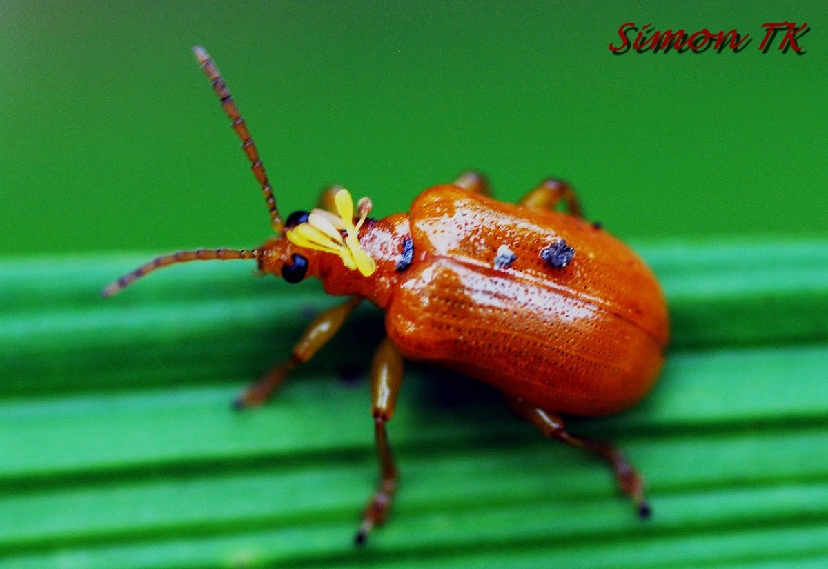 Шмелевка оранжевая Жук