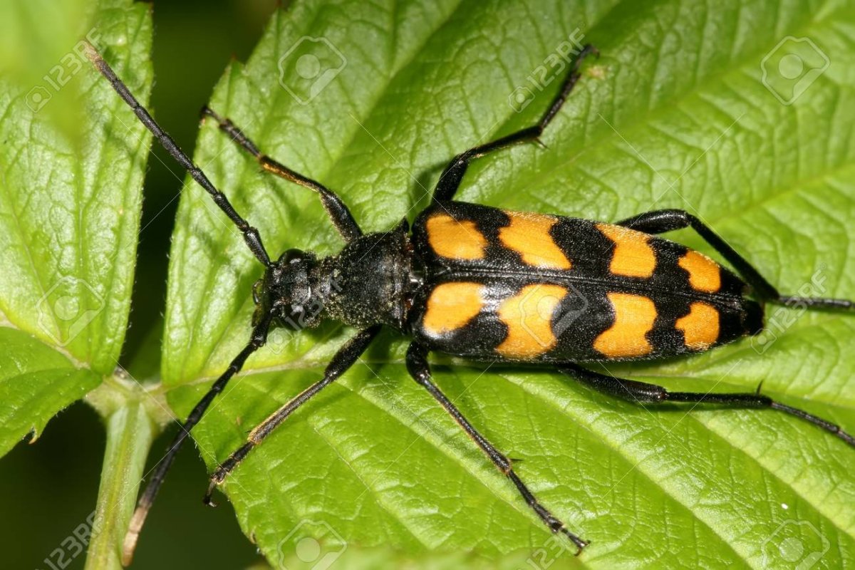 Клоп-солдатик – Pyrrhocoris apterus
