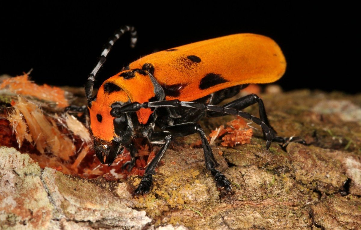 Жук клоп солдатик коричневый