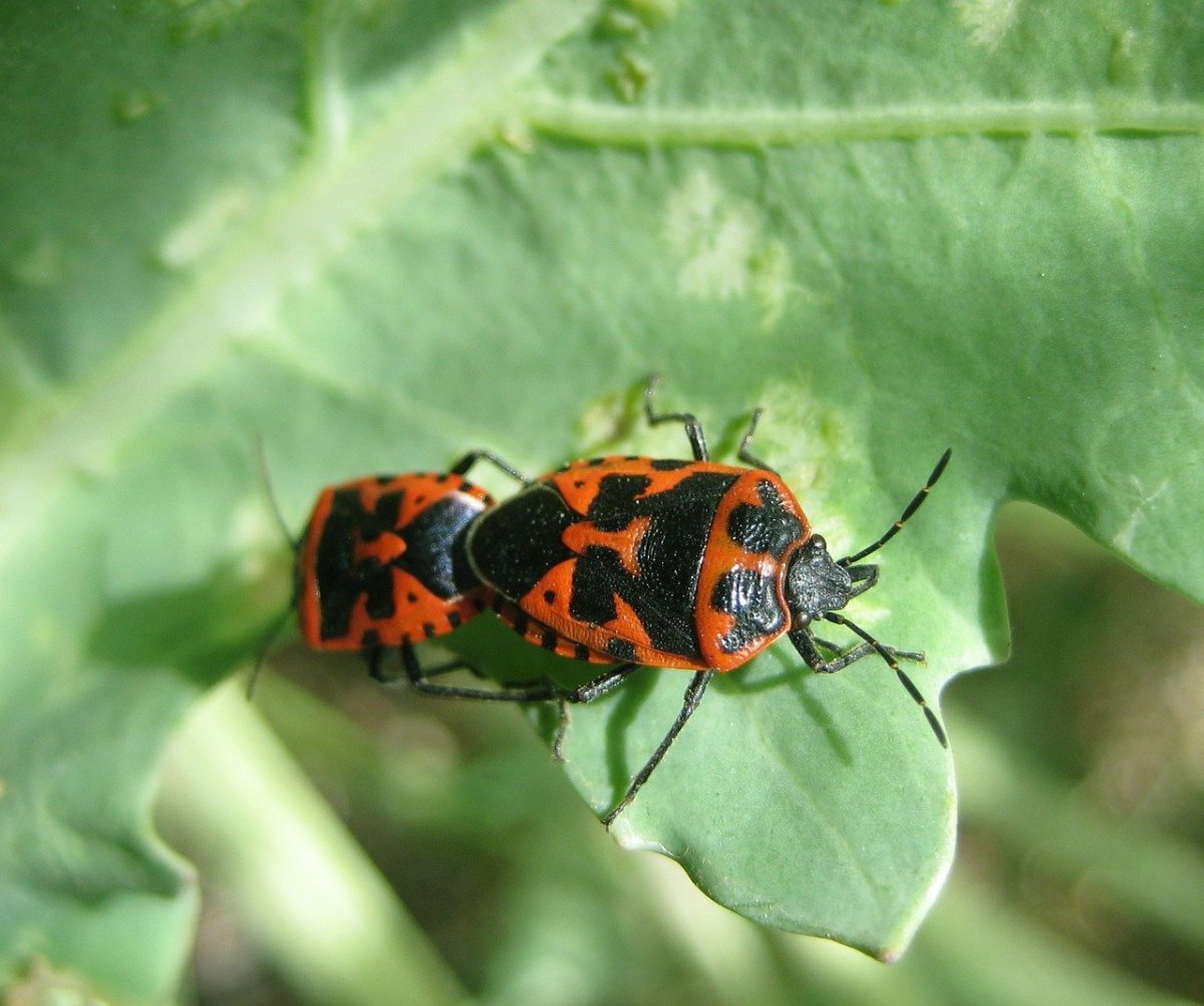 Жук Nicrophorus