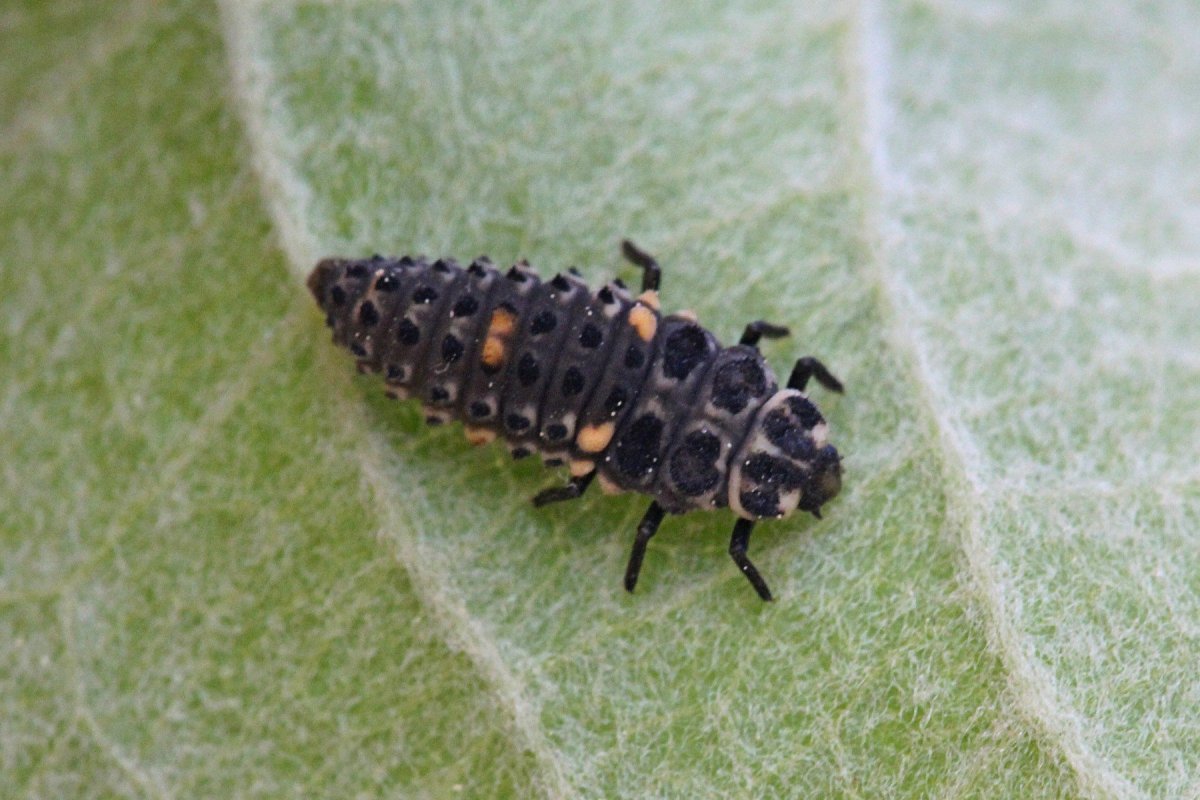Жесткокрылые Божья коровка