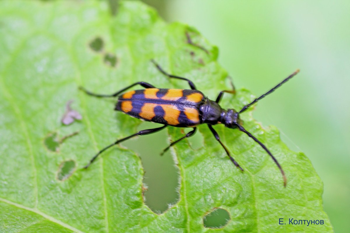 Оранжевые круглые жуки