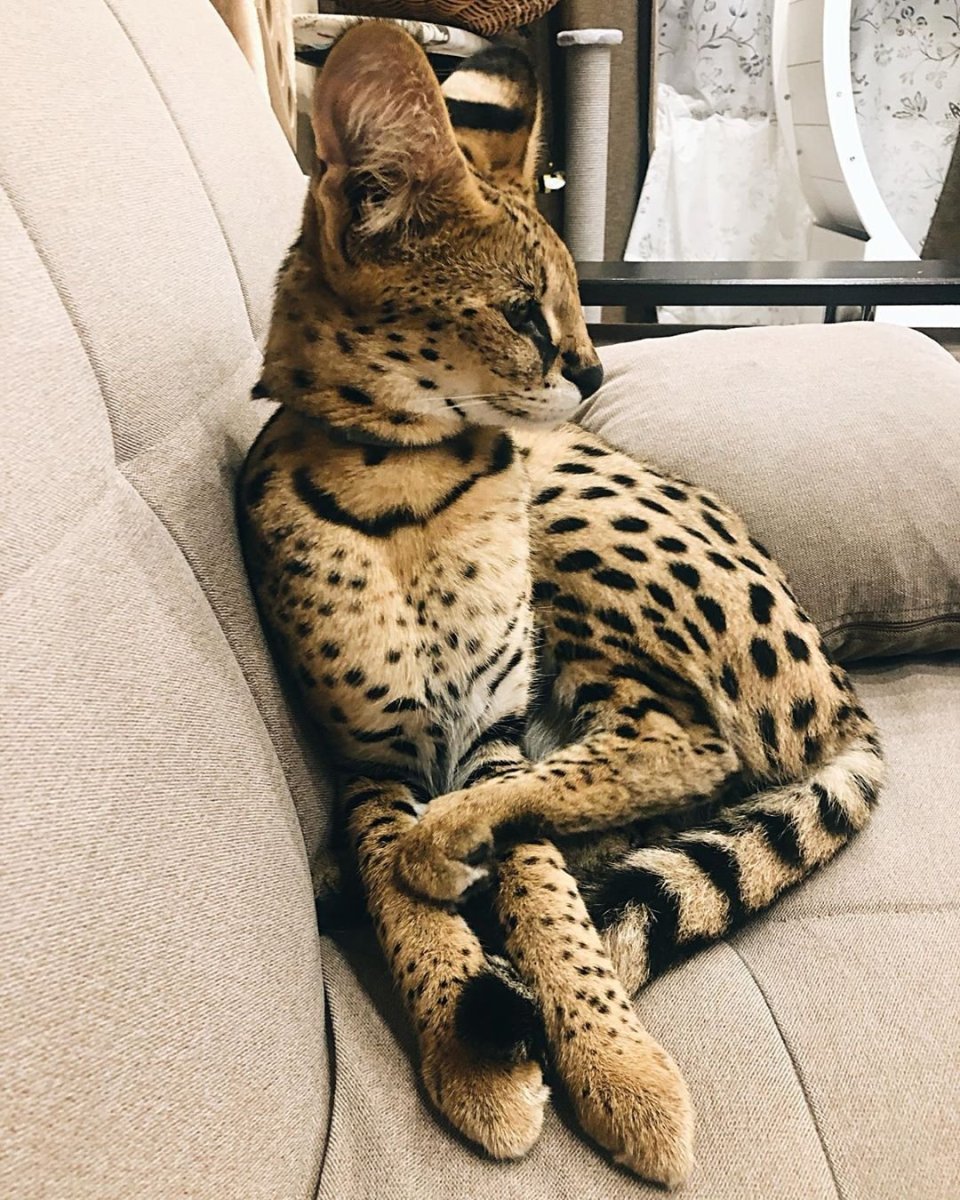 Кошки породы Оцелот