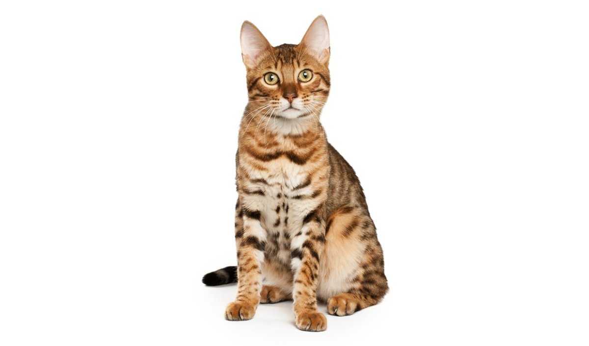 Бенгальская кошка котенок