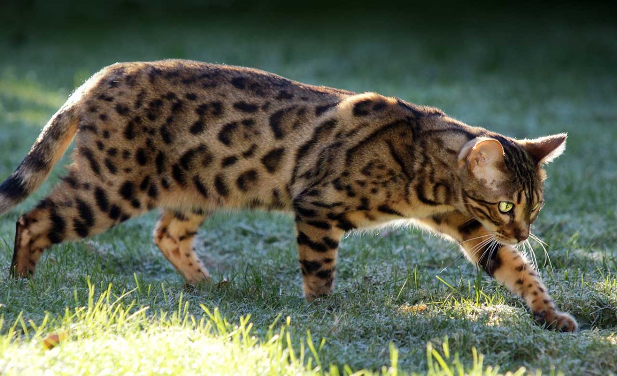 Бенгальские коты