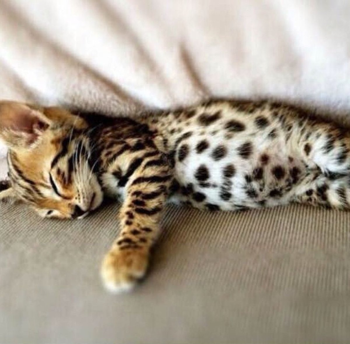 Бенгальская леопардовая кошка