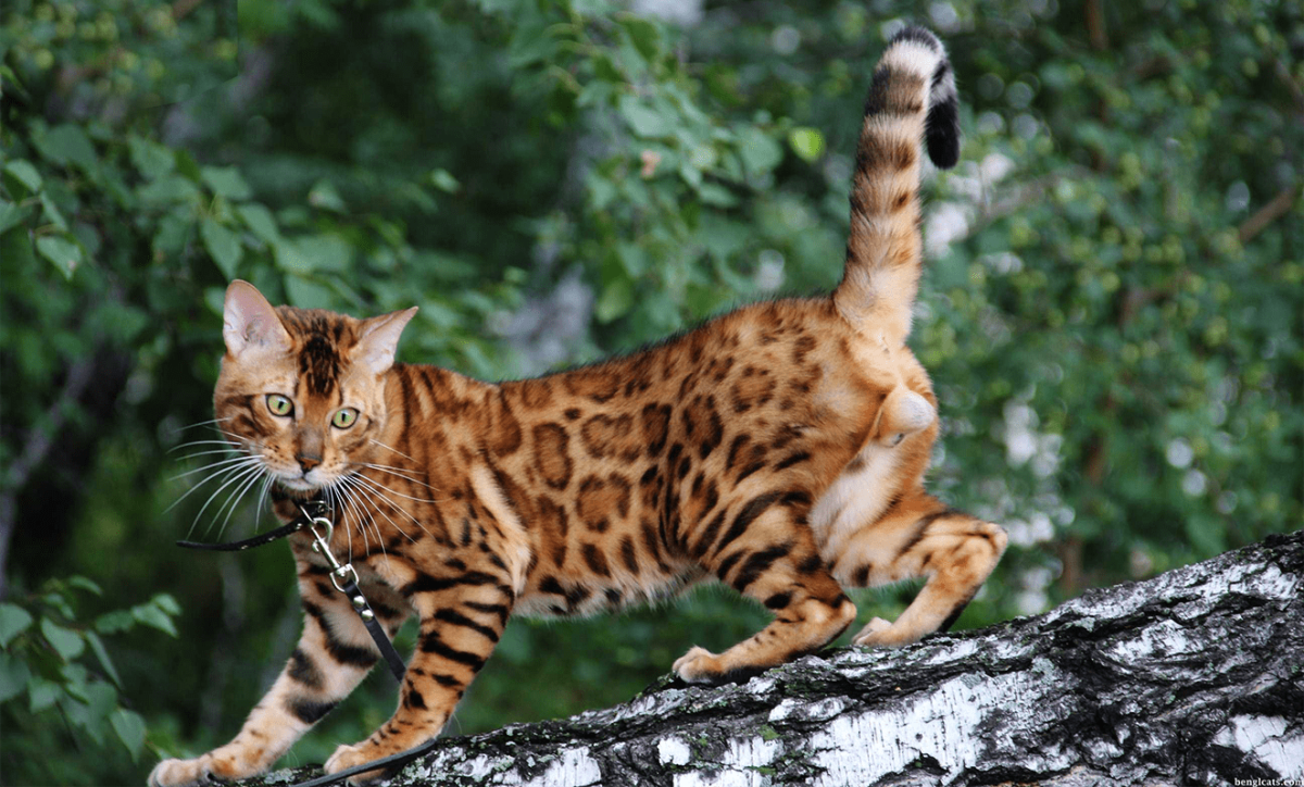 Абиссинская кошка леопард