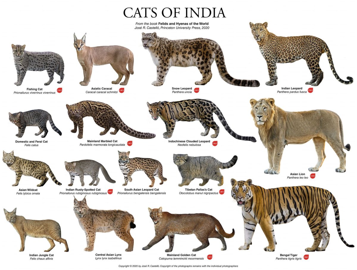 Порода кошек Манчкин бенгал