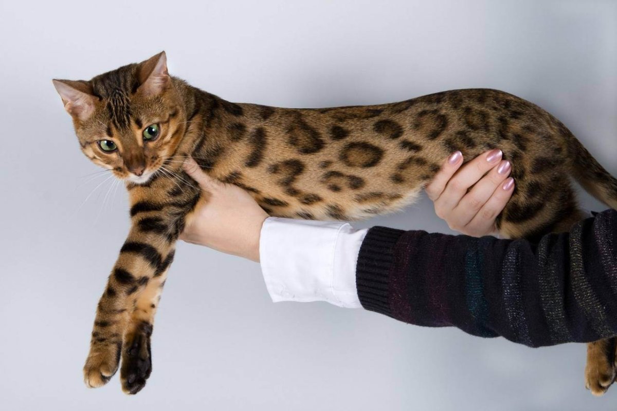 Бенгальская кошка Дикая