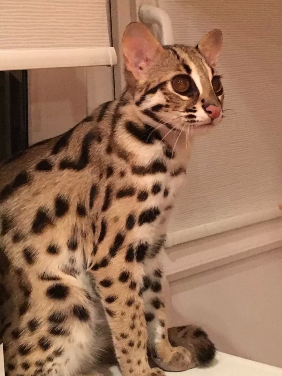 Белый бенгальский кот