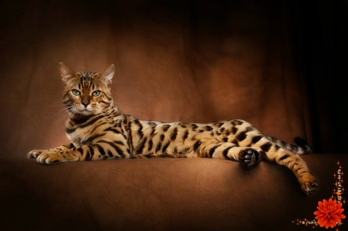 Котенок с окрасом леопарда